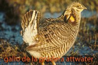 Atwater's prairier chicken