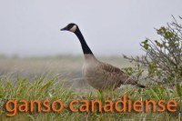Canada Goose in grass