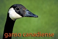 lose up of Canada Goose head