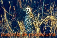 Montezuma's quail