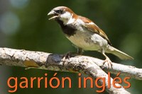 English Sparrow