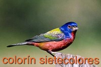 male Painted bunting