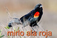 Redwinged Blackbird
