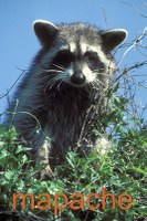 Raccoon627