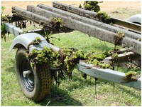 Giant Salvinia clinging to a boat trailer