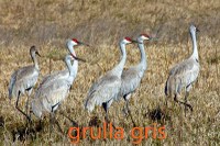 Sandhill Cranes in grass