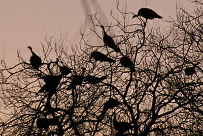 Turkeys roosting in a tree