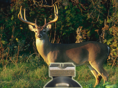 Open Sight on deer