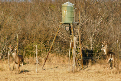 two bucks at bad angle for successful shot