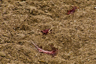 Blood and hair in grass