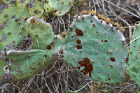 Blood on cactus pads