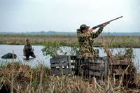 duck hunter shooting from a duck blind