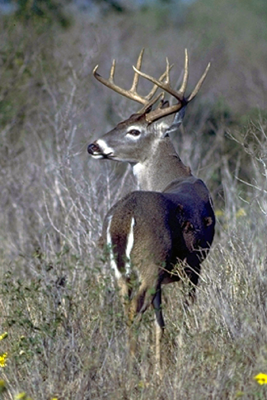 Rear end view of White-tailed buck