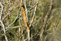 branches with bites and rubs