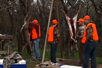 hunters cleaning hanging deer