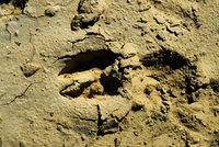 Closeup of animal track