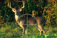 White-tailed deer with crosshairs positioning indicated