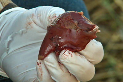 dove breast removed