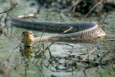 Snake swimming in creek