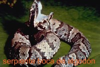 Cottonmouth snake (A.p. Luecostoma)