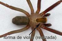 enhanced detail of brown recluse spider