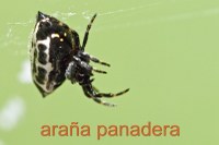 spiney orb weaver spider
