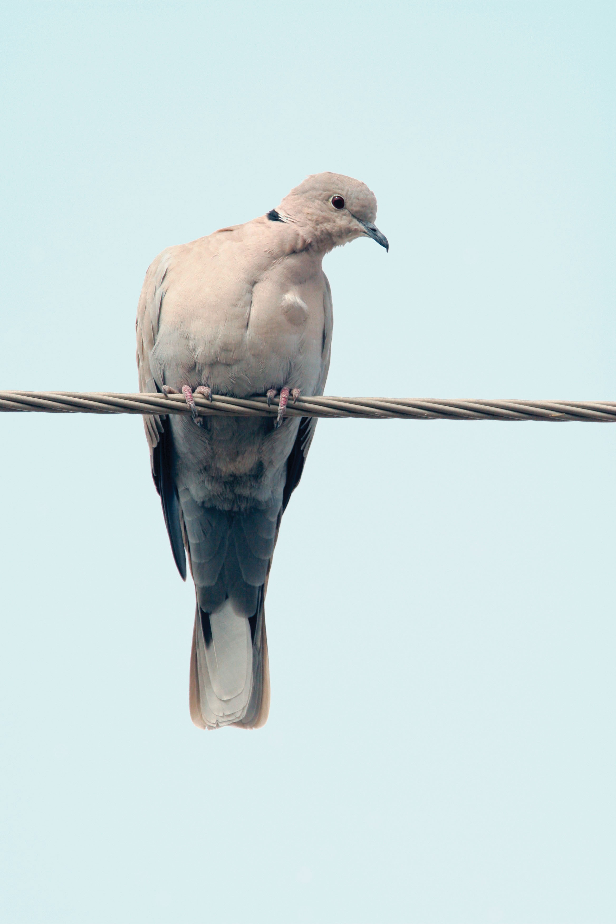 Eurasian Collared-Dove pic 2.jpg