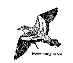 white wing dove