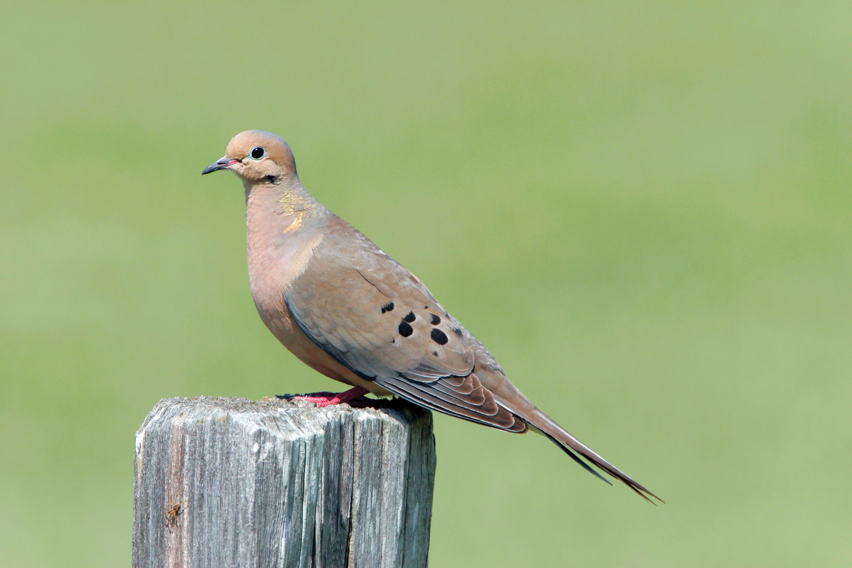 mourning dove info