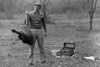 Biologist weighing wild turkey, 1950's