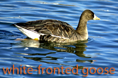 White-fronted Goose