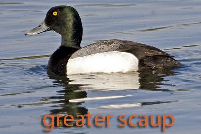 Greater scaup