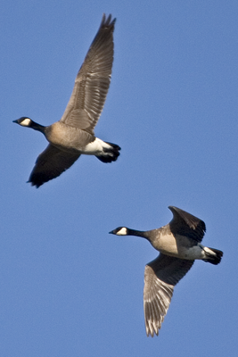 Geese