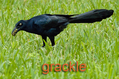 Grackle