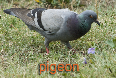 Pigeon