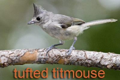 Tufted titmouse