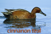 Cinnamon teal
