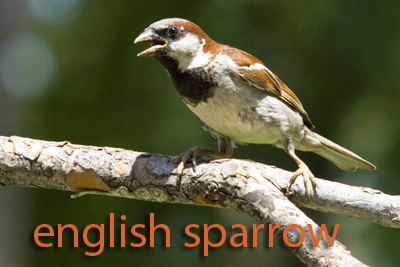 English Sparrow