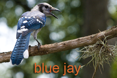 Blue Jay