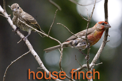 House Finch