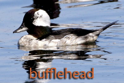 Bufflehead