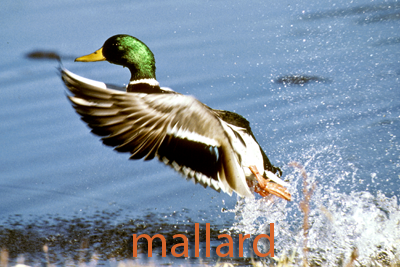 Mallard