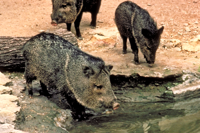 Javelinas drinking water