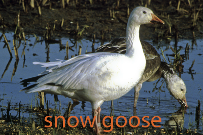 Snow Geese