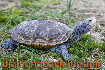 Diamonback Terrapin