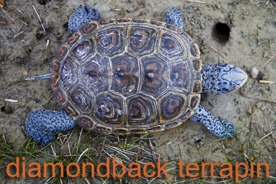 Diamonback Terrapin from above