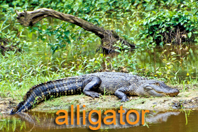 Alligator