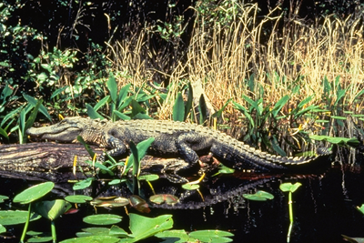 Alligator in swamp