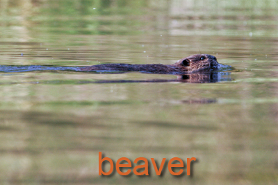 Beaver