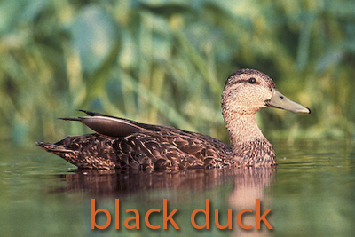 Black duck